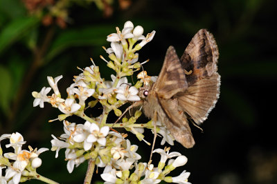 Silver Y, Autographa gamma, Gammaugle 2