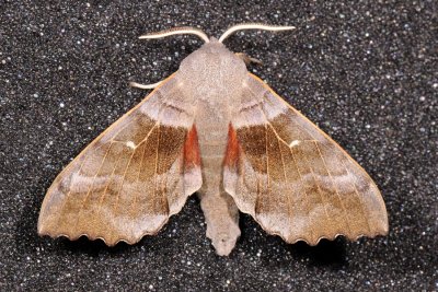 Poplar Hawk-moth, Laothoe populi, Poppelsvrmer 5