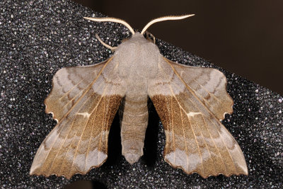 Poplar Hawk-moth, Laothoe populi, Poppelsværmer 4