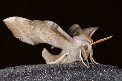 Poplar Hawk-moth, Laothoe populi, Poppelsværmer 2