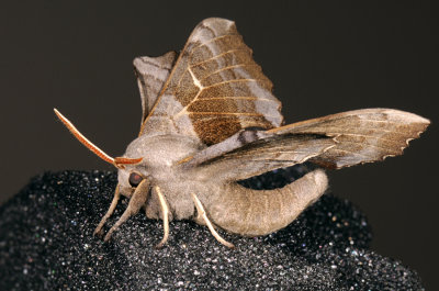 Poplar Hawk-moth, Laothoe populi, Poppelsværmer 1