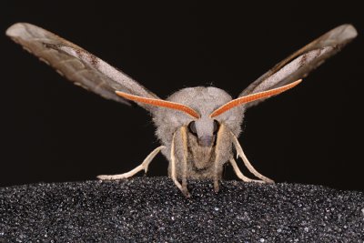 Poplar Hawk-moth, Laothoe populi, Poppelsværmer 3