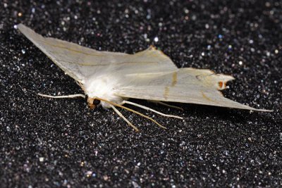 Swallow-tailed Moth, Ourapteryx sambucaria, Natsvalehale 3