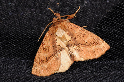 Coxcomb Prominent, Ptilodon capucina, Kamelspinder 3