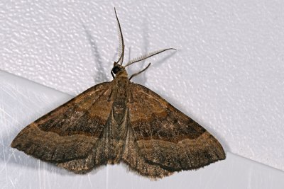 Shaded Broad-bar, Scotopteryx chenopodiata, Almindelig Spidsvingemåler 1