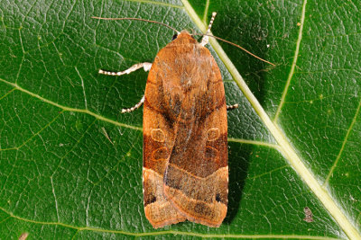 Broad-bordered Yellow Underwing, Noctua fimbriata, Gul Bndugle 6