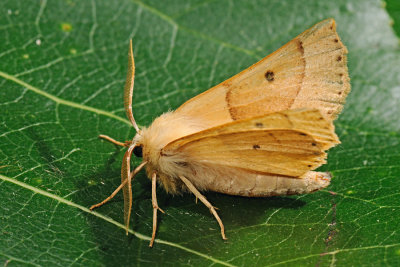 Scalloped Oak, Crocallis elinguaria, Okkergul rovmåler 4