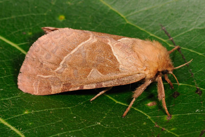 Orange Swift, Triodia sylvina, Skræppeborer 3