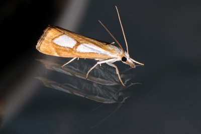 Catoptria pinella 1