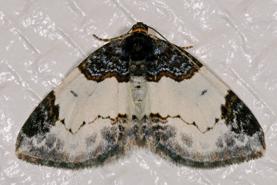 Beautiful Carpet, Mesoleuca albicillata, Hindbær-bladmåler 2