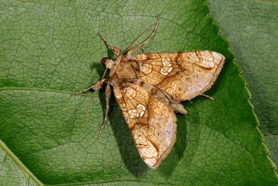 Golden Plusia, Polychrysia moneta, Stormhatugle 1