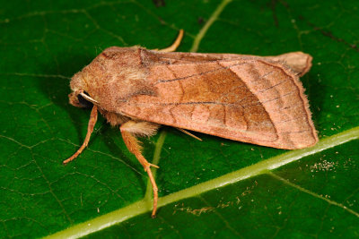 Rosy Rustic, Hydraecia micacea, Kartoffelugle 2