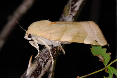 Broad-bordered Yellow Underwing, Noctua fimbriata, Gul Bndugle 8