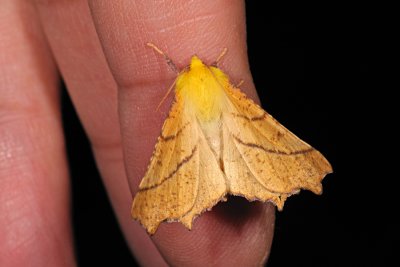 Canary-shouldered Thorn, Ennomos alniaria, Elle-Tandmåler 5