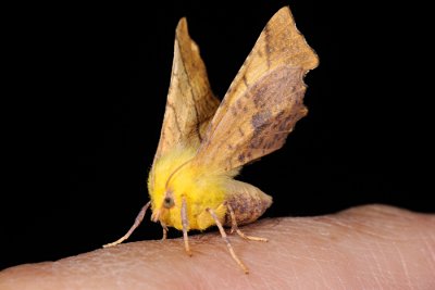 Canary-shouldered Thorn, Ennomos alniaria, Elle-Tandmåler 4