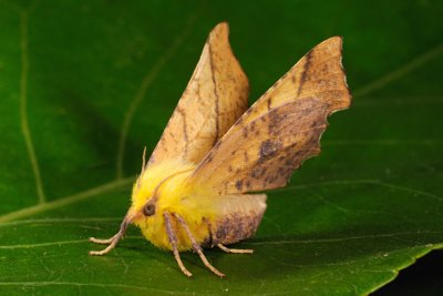 Canary-shouldered Thorn, Ennomos alniaria, Elle-Tandmåler 3
