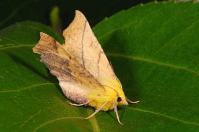 Canary-shouldered Thorn, Ennomos alniaria, Elle-Tandmåler 2