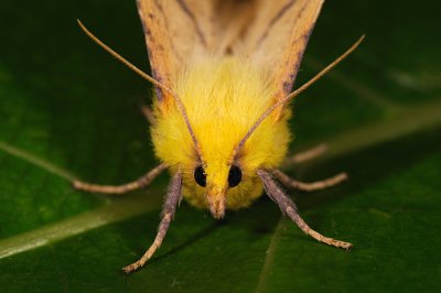 Canary-shouldered Thorn, Ennomos alniaria, Elle-Tandmåler 1