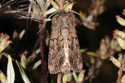 Flounced Rustic, Luperina testacea, Frgrsugle 5