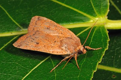 Lesser Yellow Underwing, noctua comes 2