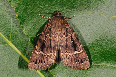 Copper Underwing, Amphipyra pyramidea, Pyramideugle 6