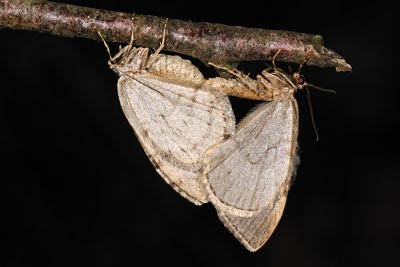 Pale November Moth, Epirrita christyi 1