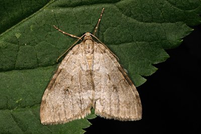 Pale November Moth, Epirrita christyi 2