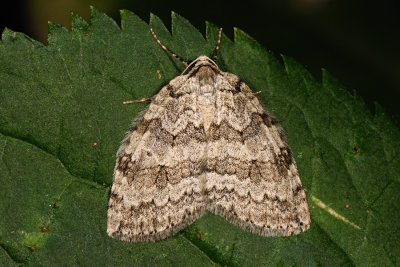 Pale November Moth, Epirrita christyi 3