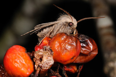 Red-line Quaker, Agrochola lota 2