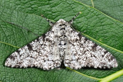 Peppered Moth, Biston betularia, Almindelig Birkemler 1
