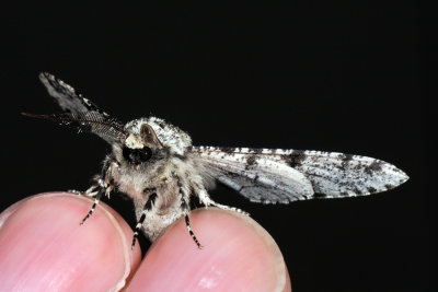 Peppered Moth, Biston betularia, Almindelig Birkemler 2