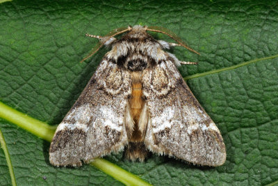 Marbled Brown, Drymonia dodonaea 01