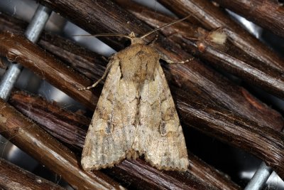 Rustic Shoulder-knot, Apamea sordens 01