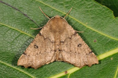 Scalloped Hazel, Odontopera bidentata, Takmåler 9