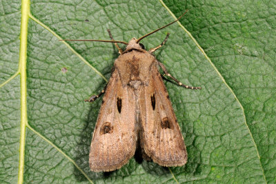 Heart & Dart, Agrotis exclamationis, Udrbstegnugle 4