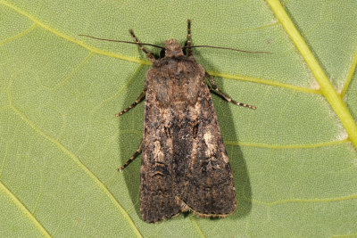 Turnip Moth, Agrotis segetum, Agerugle 01