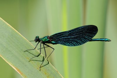 Beautiful Demoiselle, Calopteryx virgo, Blvinget pragtvandnymfe 02