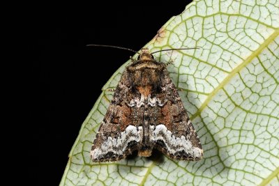 Marbled Minor. Oligia strigilis, Hundegræsugle 2