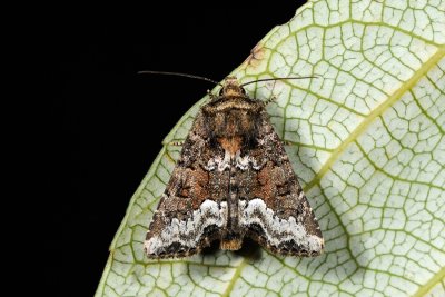 Marbled Minor. Oligia strigilis, Hundegrsugle 2