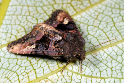 Small Angle Shades, Euplexia lucipara, Hindbrugle 3