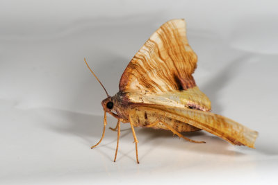 Scorched Wing, Plagodis dolabraria, Smalvingemåler 3