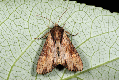 Clouded-bordered Brindle, Apamea crenata 3