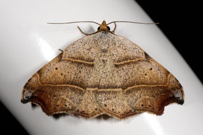 Beautiful Hook-tip, Laspeyria flexula, Grå algeugle 1