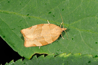 Barred Fruit-tree Tortrix, Pandemis cerasana 1