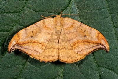 Dusky Hook-tip, Drepana curvatula, Brun Seglvinge 1