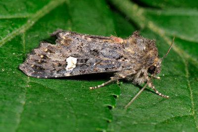 Dot Moth, Melanchra persicariae, Pileurtugle 3