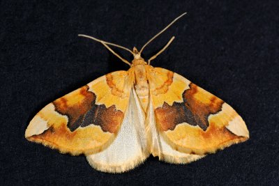 g1/70/813670/3/126427593.cDWEKHsy.jpg