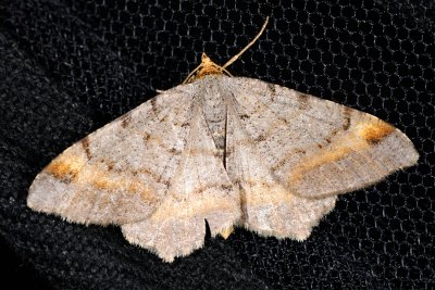 Tawny-barred Angle, Macaria liturata, Fyrre-skovmåler 3