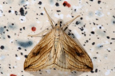 Garden Pebble, Evergestis forficalis, Kålpyralide 1