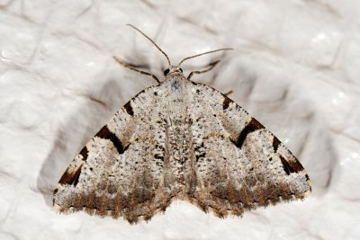 V-Moth, Macaria wauaria, Lille Stikkelsbrmler 1